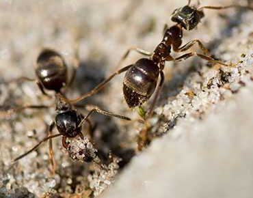 Ant Control Services
