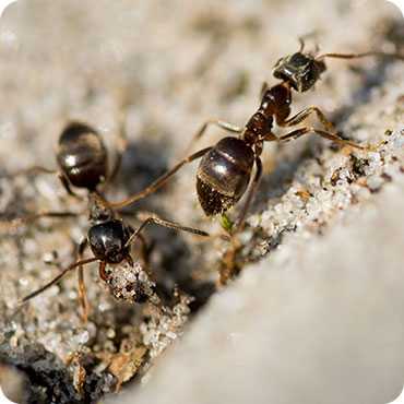 Significance of Ants Pest Control Services in the UAE