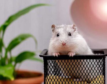 Rat Control Services in Dubai