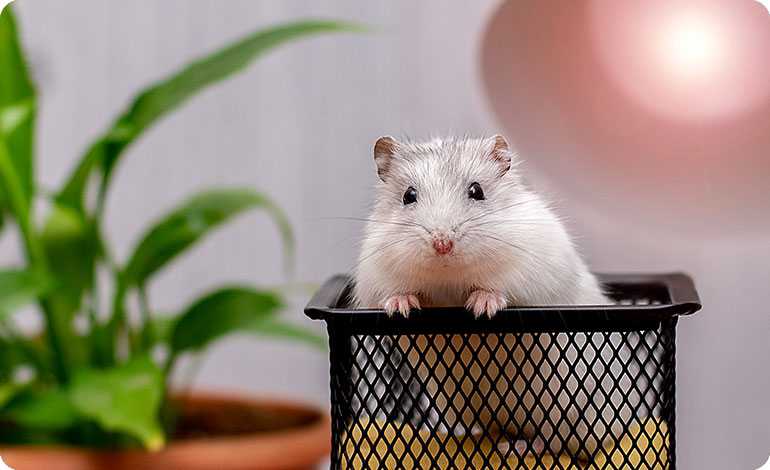 Pest Problems? Look No Further Than Benchmark UAE for a Pest-Free Paradise!