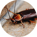 Cockroach Pest Control - Benchmark