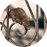 Rodents Pest Control - Benchmark