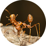 General Pest Control Services at Benchmark