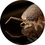 Flying Insect Pests Control Services at Benchmark