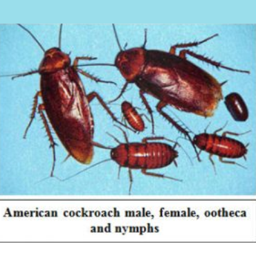 Cockroach Control Services in Dubai