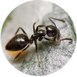 Ants Pest Control - Benchmark