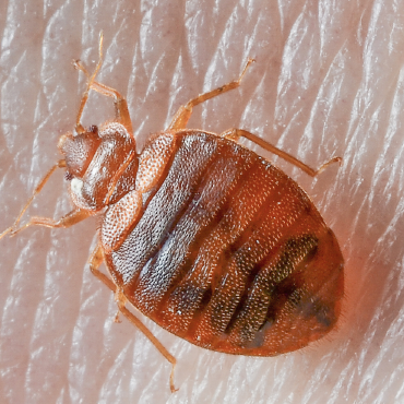 Bed Bugs Control Services