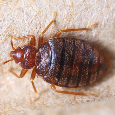 Benchmark Bed Bugs Control Services