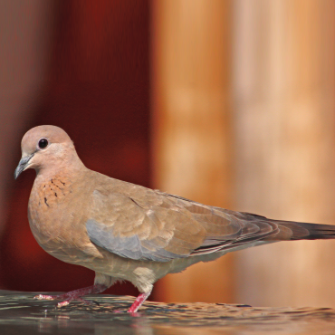 Bird Control Services in Dubai - Pestprouae