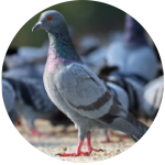 Bird Control Services at Benchmark