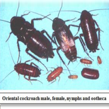Best Cockroach Control Services at Benchmark