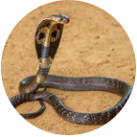 Snake Control Services - Benchmark