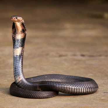 Snake Control Services Dubai- Benchmark