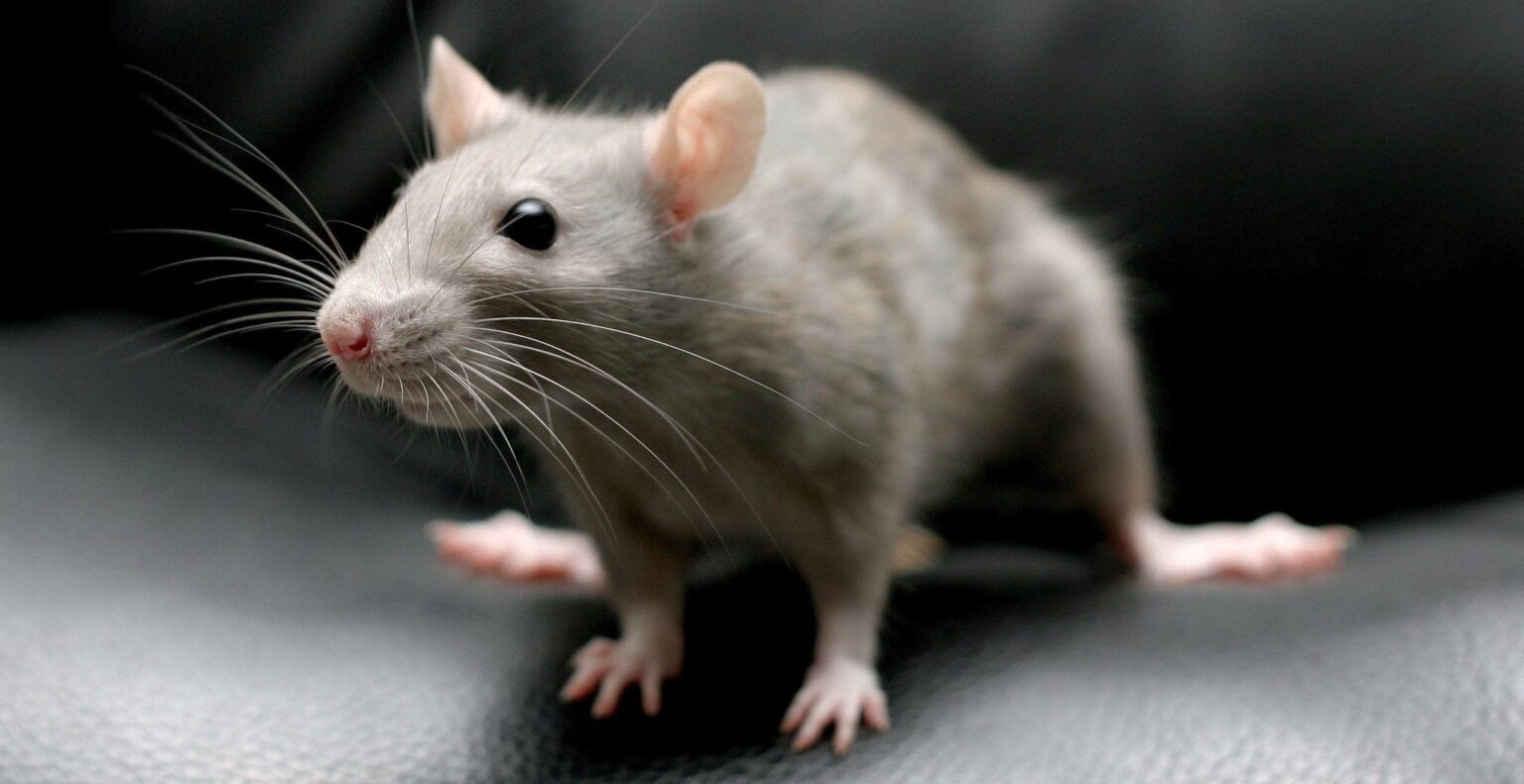 Rat Control Services Dubai - Benchmark