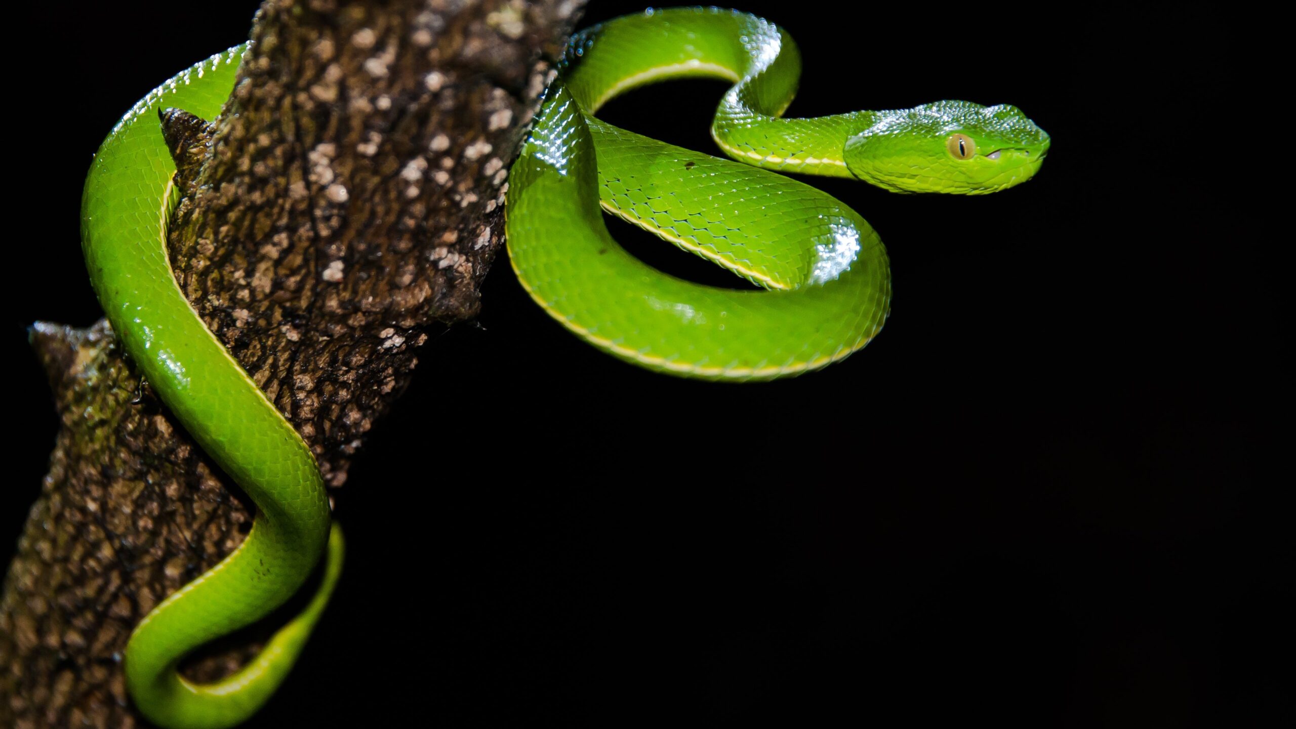  No:1 Snake Control Professionals | Snake Exterminator