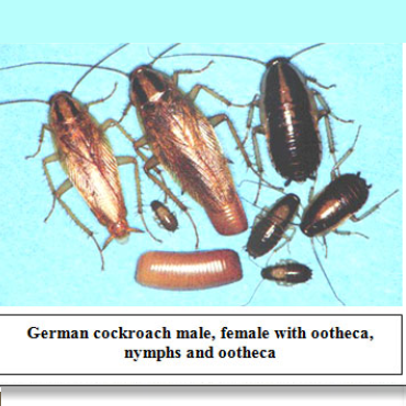 Cockroach Control UAE