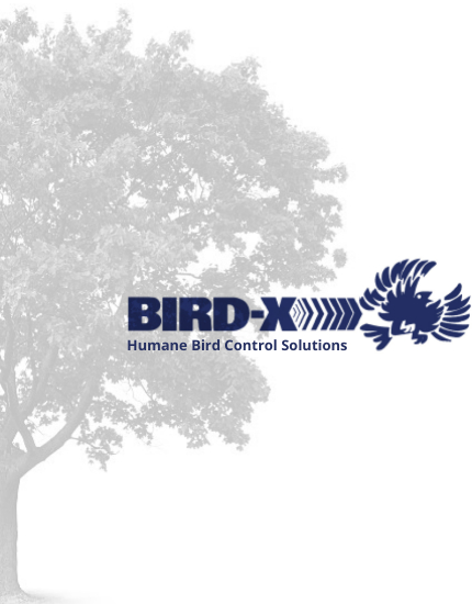 Bird-x Human Bird Control Solutions at Benchmark