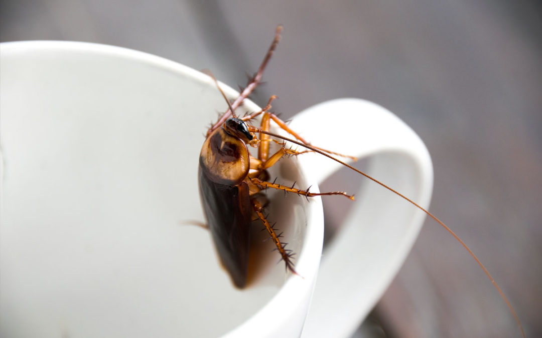 Effective Cockroach Control in Dubai: Keeping Your Home Pest-Free