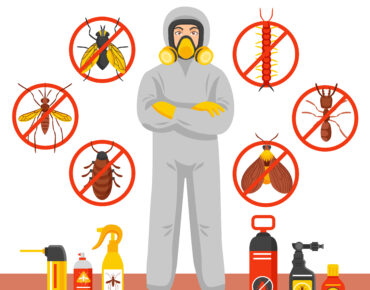 Common Household pests Identification 7 Prevention