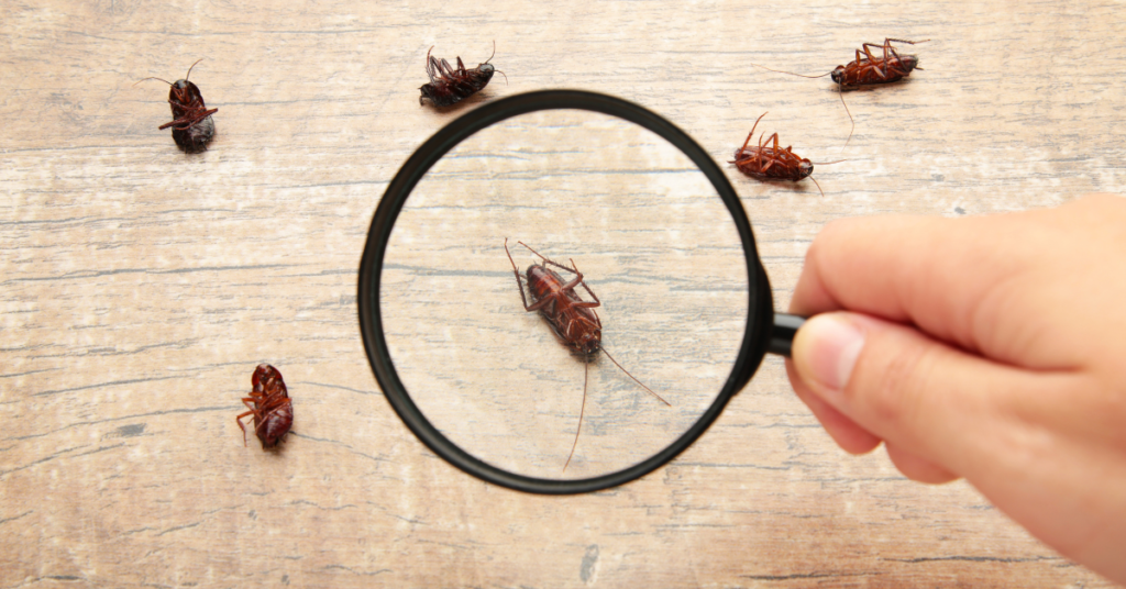 Cockroach pest control