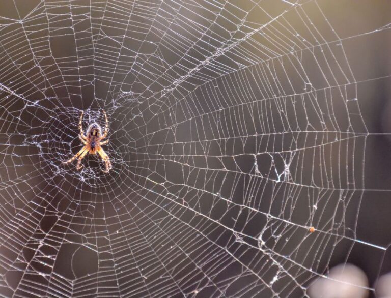 Spider Pest Control