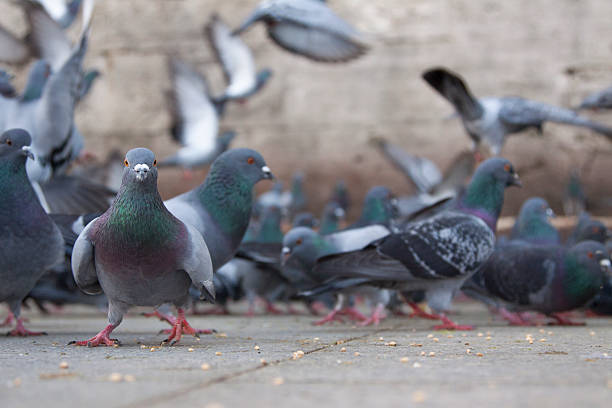 Why Pest Pro UAE Is the Best Choice for Bird Control Services in Dubai