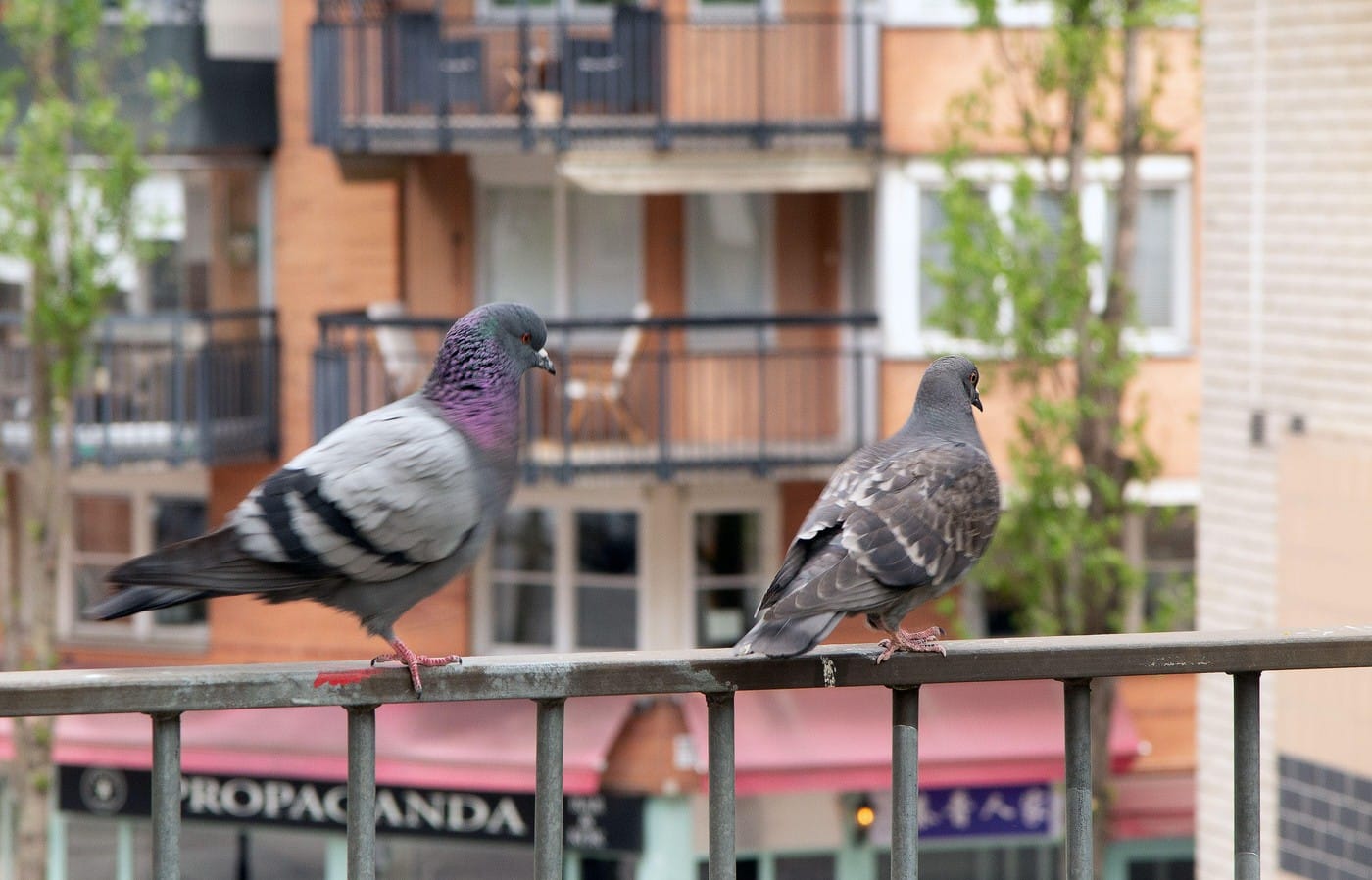 Top 5 Benefits of Hiring Bird Control Experts in Dubai