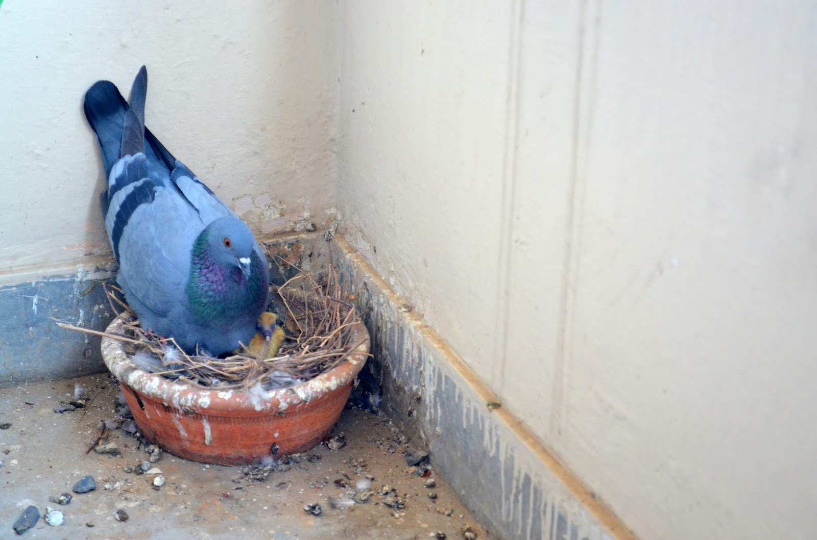 Effective Bird Control Strategies for Dubai: Preventing Nesting and Damage