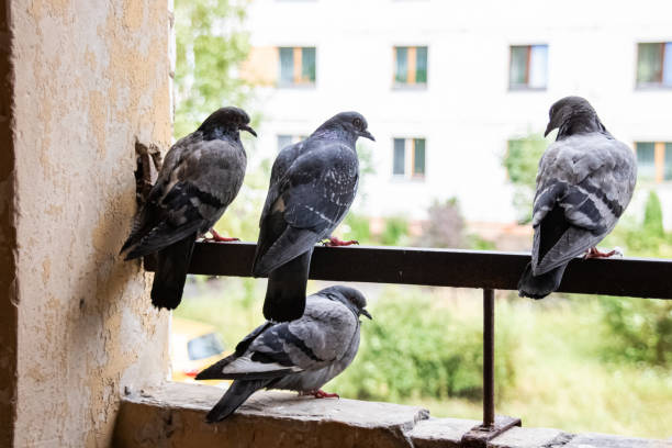Why Bird Control is Essential for Dubai Businesses: Protecting Your Property and Reputation
