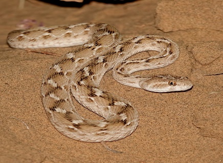 Signs of a Snake Infestation Around Your Property