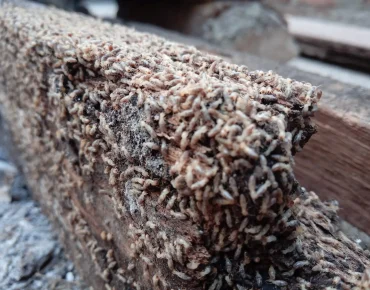 Professional termite pest control UAE