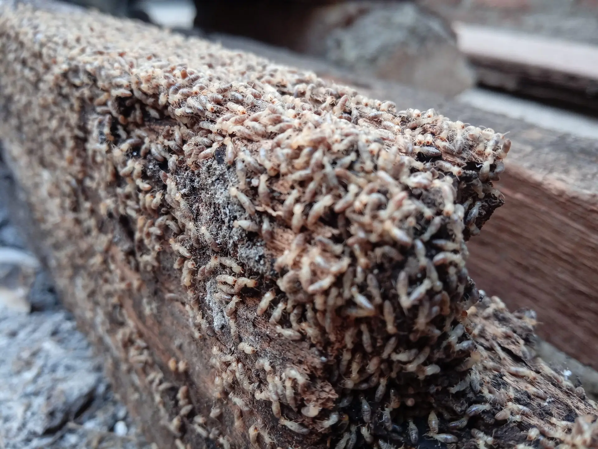 Understanding Termite Colonies: How They Operate and Spread Rapidly