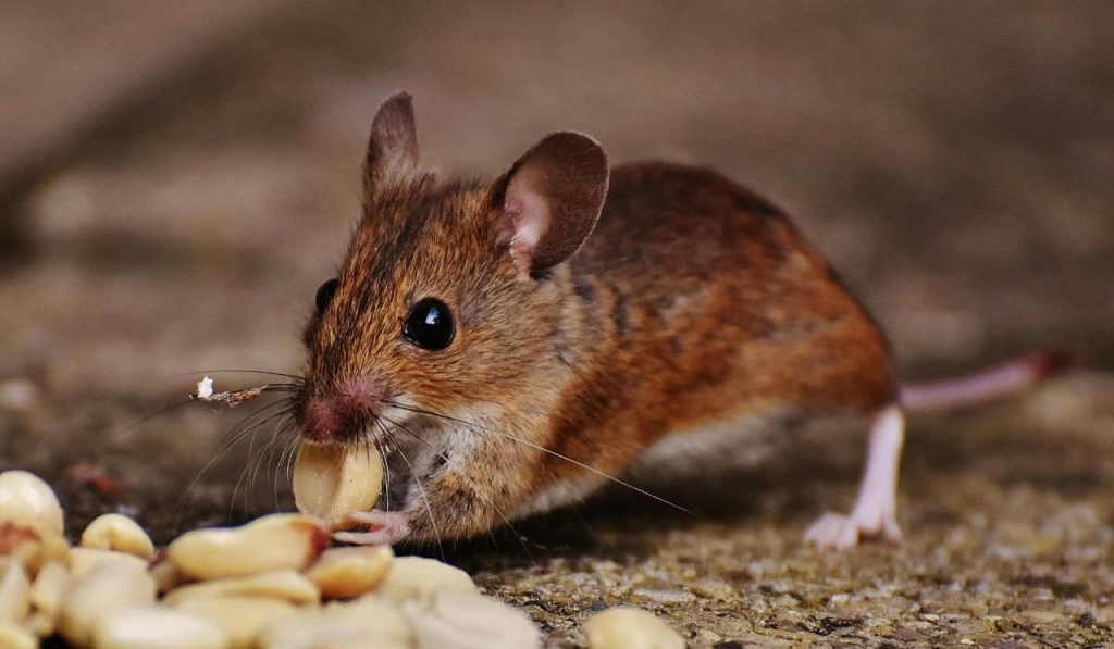 Topic_ How UAE’s Extreme Heat Drives Rodent Infestations in Homes and Businesses