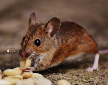Topic_ How UAE’s Extreme Heat Drives Rodent Infestations in Homes and Businesses
