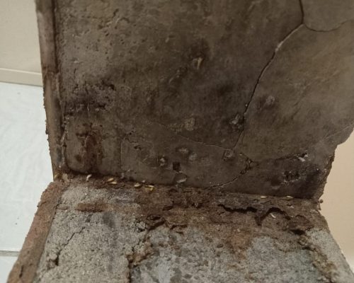 Mud Tubes Along Foundations and Walls