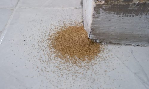Indications of a Termite Infestation in the UAE