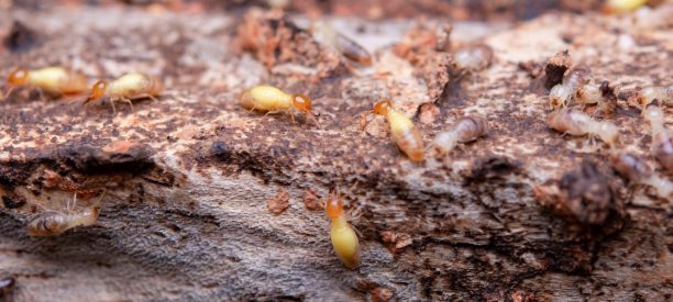 Termite Control Services